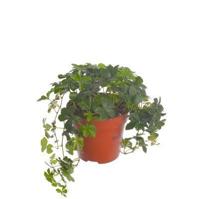 Партеноциссус Гор12 Выс20 в интернет гипермаркете «Планета Лета». Фото