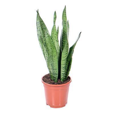 Сансевиерия Black Colar, Гор17, Выс70 в интернет гипермаркете «Планета Лета». Фото