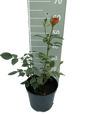 Роза чайно-гибридная Спрайтс 23 М в интернет гипермаркете «Планета Лета». Фото