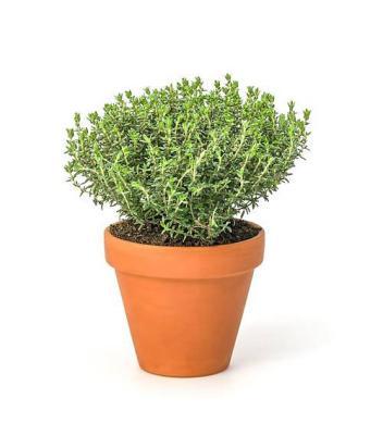 Тимьян в ассорт., Гор11 М в интернет гипермаркете «Планета Лета». Фото