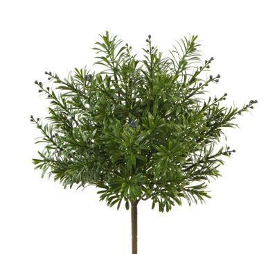 Кроссостефиум (Миллер) зеленый куст с фиолет.завязями в-27,д-27 см 20.5933PU в интернет гипермаркете «Планета Лета». Фото