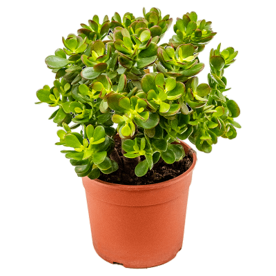 Крассула Ovata, Гор30, Выс75 в интернет гипермаркете «Планета Лета». Фото