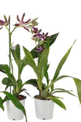 Орхидея Zygopetalum, Гор12, Выс50 в интернет гипермаркете «Планета Лета». Фото