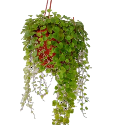 Дихондра, Гор13 М в интернет гипермаркете «Планета Лета». Фото