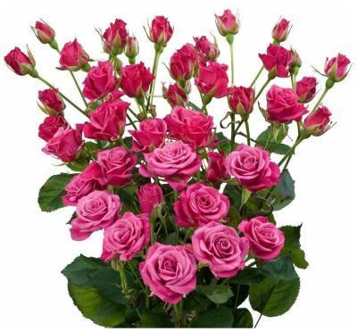 Роза спрей Малиновая Лидия  Гор 23 М в интернет гипермаркете «Планета Лета». Фото