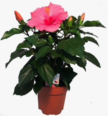Гибискус Rosa Sinens, Гор24, Выс100 в интернет гипермаркете «Планета Лета». Фото