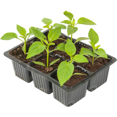 Рассада Перец сладкий Подарок Молдовы (1*6) в интернет гипермаркете «Планета Лета». Фото