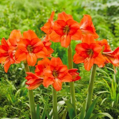 STA Амариллис Orange Queen (x1) в интернет гипермаркете «Планета Лета». Фото