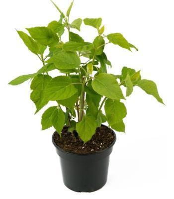 Гортензия древовид.Annabelle, Гор17, Выс50 в интернет гипермаркете «Планета Лета». Фото