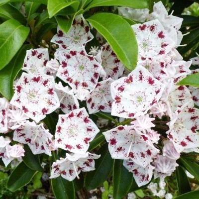 Кальмия широколистная Радиата П в интернет гипермаркете «Планета Лета». Фото