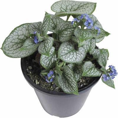 Бруннера в ассорт., Гор17 М в интернет гипермаркете «Планета Лета». Фото