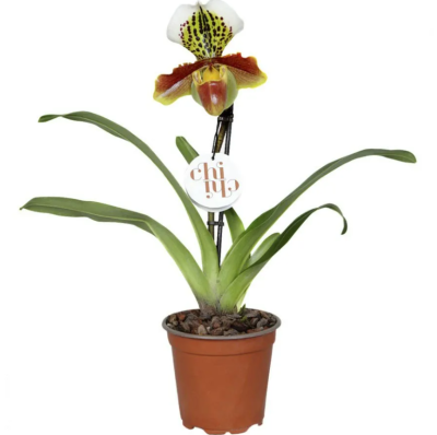 Орхидея Paphiopedilum, Гор11, Выс45 в интернет гипермаркете «Планета Лета». Фото