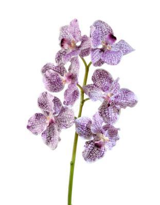 Орхидея Ванда бело-фиолетовая в-57 см, 6цв 30.03070050/1 в интернет гипермаркете «Планета Лета». Фото