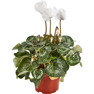 Цикламен Mix mini, Гор6, Выс20 в интернет гипермаркете «Планета Лета». Фото