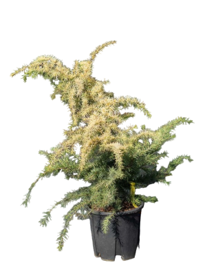 Кедр гималайский, C10, Выс120-140 в интернет гипермаркете «Планета Лета». Фото