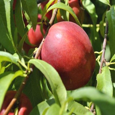 Нектарин Крымчанин 1-летка ОКС Н130 в интернет гипермаркете «Планета Лета». Фото