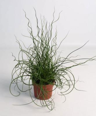 Ситник, Гор11 М в интернет гипермаркете «Планета Лета». Фото