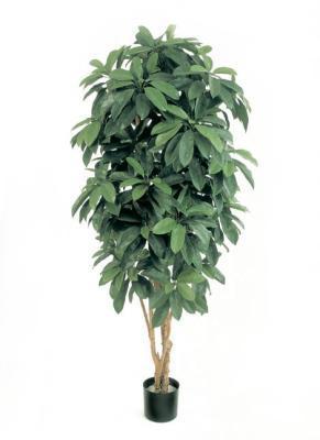 Шеффлера Леди 140 см 2/2 10.38405N в интернет гипермаркете «Планета Лета». Фото