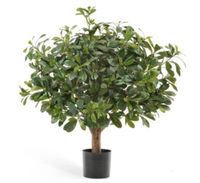 Питтоспорум шар в-75 см, д-50 см в интернет гипермаркете «Планета Лета». Фото