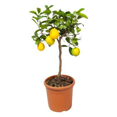 Цитрус Lemon on stam, Гор14, Выс40 в интернет гипермаркете «Планета Лета». Фото