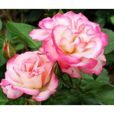 Роза флорибунда Николь штамб C4 H100 в интернет гипермаркете «Планета Лета». Фото