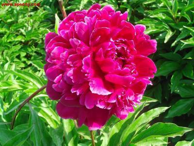 Пион травянистый Священная Гора (туба) в интернет гипермаркете «Планета Лета». Фото