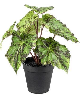 Бегония Драгон Гор11 М в интернет гипермаркете «Планета Лета». Фото