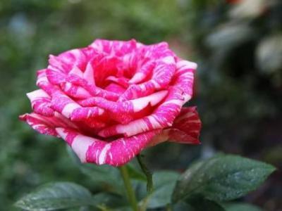 Роза чайно-гибридная Пинк Интуишн в коробке Кут в интернет гипермаркете «Планета Лета». Фото