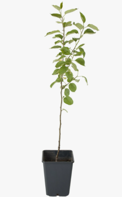 Груша карликовая Лукашовка 1-летка ОКС Н130 в интернет гипермаркете «Планета Лета». Фото