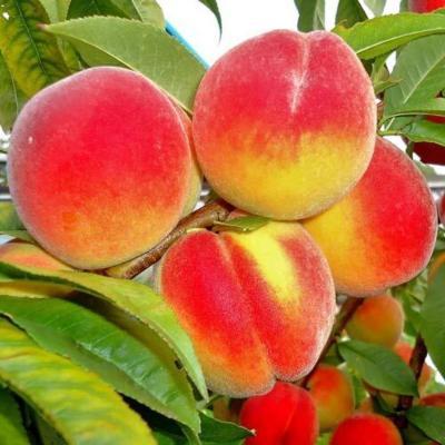 Персик Золотой юбилей 2-летка ОКС Выс150 в интернет гипермаркете «Планета Лета». Фото