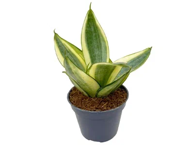 Сансевиерия Golden Hahnii, Гор6, Выс15 в интернет гипермаркете «Планета Лета». Фото