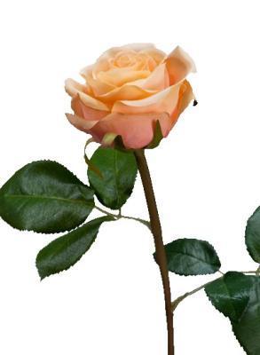 Роза Флорибунда Мидл крем-персик в-34 см д-8 см 24/144 30.0611075OCR в интернет гипермаркете «Планета Лета». Фото