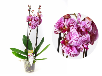 Фаленопсис Mutant, Гор12, Выс70 в интернет гипермаркете «Планета Лета». Фото