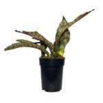 Сансевиерия Star Canyon Granite, Гор9, Выс30 в интернет гипермаркете «Планета Лета». Фото