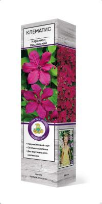 Саженец Клематис крупноцветковый Кардинал Вишинский/ЦКор в интернет гипермаркете «Планета Лета». Фото