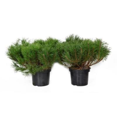 Сосна горная Гном, Гор19 М в интернет гипермаркете «Планета Лета». Фото