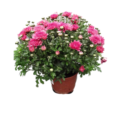 Хризантема мультифлора, Гор13 М в интернет гипермаркете «Планета Лета». Фото