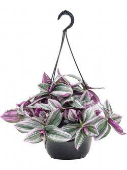 Традесканция подвесная роз. Nanuk, Гор18 М в интернет гипермаркете «Планета Лета». Фото