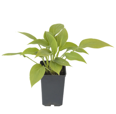 Хоста, Гор15 М в интернет гипермаркете «Планета Лета». Фото