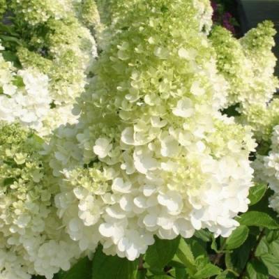 Гортензия метельчатая Кендллайт 7Ц (туба) в интернет гипермаркете «Планета Лета». Фото