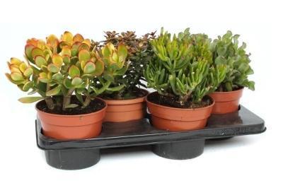 Крассула Mix, Гор17, Выс40 в интернет гипермаркете «Планета Лета». Фото