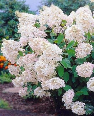 Гортензия метельч.Grandiflora, С7,5, Выс60-80 в интернет гипермаркете «Планета Лета». Фото