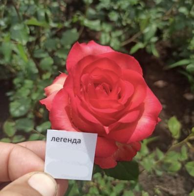 Роза чайно-гибридная Легенда ОКС в интернет гипермаркете «Планета Лета». Фото