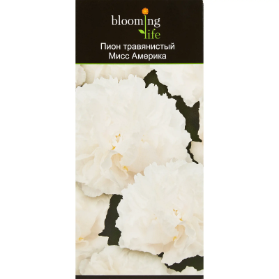 Пион травянистый Мисс Америка (в тубе) в интернет гипермаркете «Планета Лета». Фото