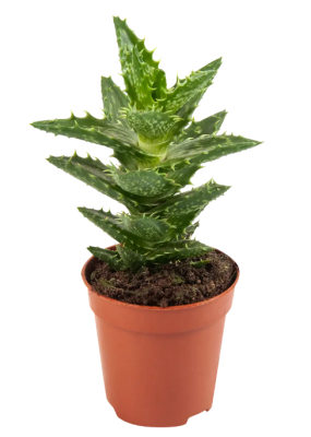 Алоэ Mix, Гор5, Выс10 в интернет гипермаркете «Планета Лета». Фото