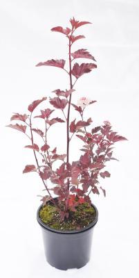 Пузыреплодник калин.Red Baron, Гор17, Выс30-50 в интернет гипермаркете «Планета Лета». Фото