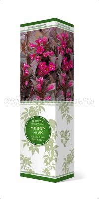 Вейгела цветущая Олл Саммэ Пич П в интернет гипермаркете «Планета Лета». Фото