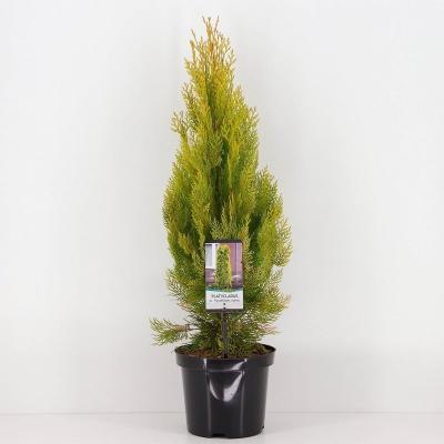 Туя восточ.Aurea Nana Pyramidalis, Гор23, Выс100 И в интернет гипермаркете «Планета Лета». Фото