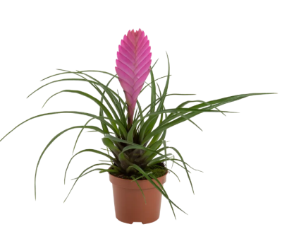 Тилландсия Anita, Гор6, Выс6 в интернет гипермаркете «Планета Лета». Фото