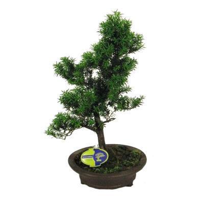 Бонсай тис 'Hillii', Гор30, Выс100 в интернет гипермаркете «Планета Лета». Фото